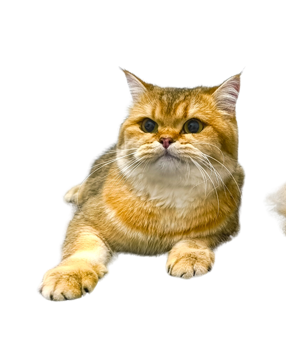 cat_grooming