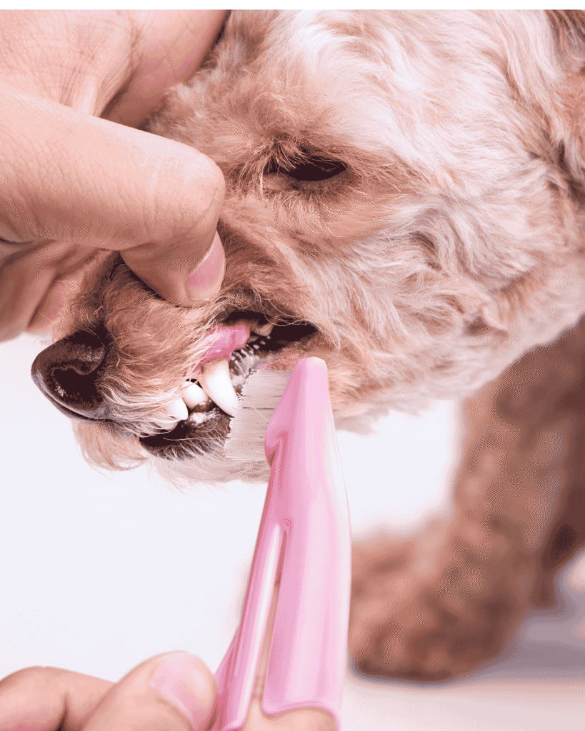 Dog getting teeth brushed at PawBasic in Mississauga