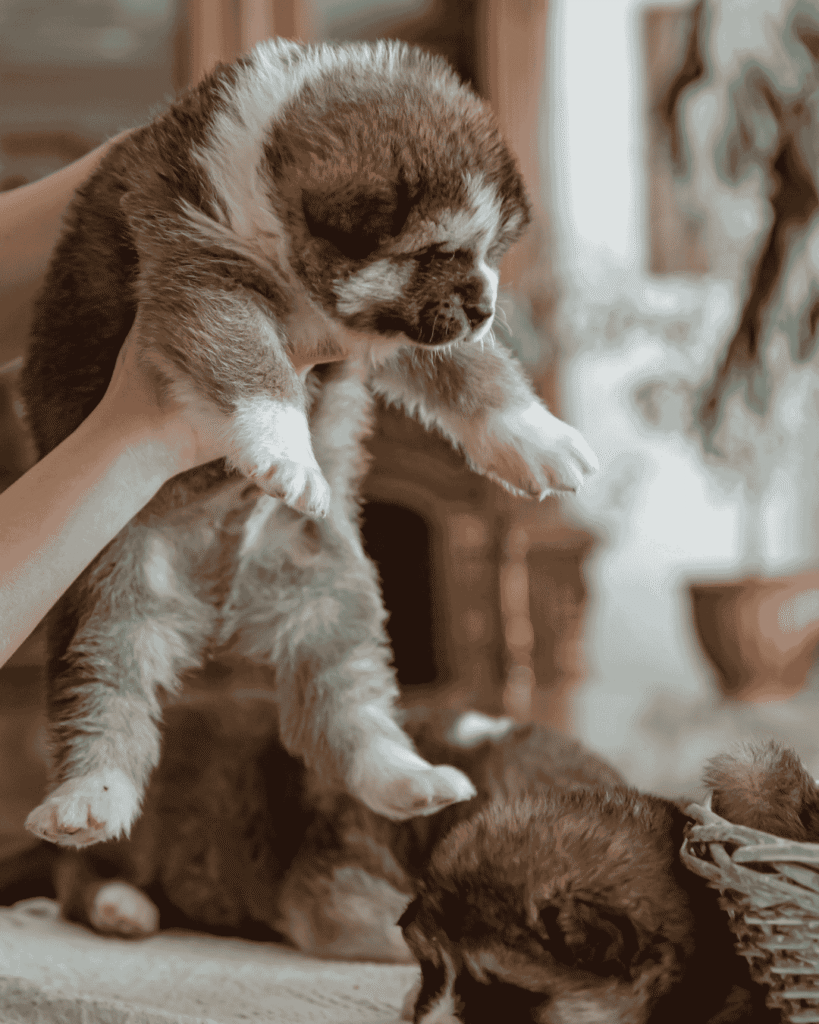 Small dog being professionally groomed at PawBasic in Mississauga
