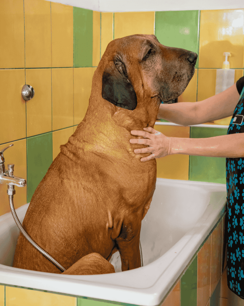 Dog enjoying bath time at PawBasic in Mississauga