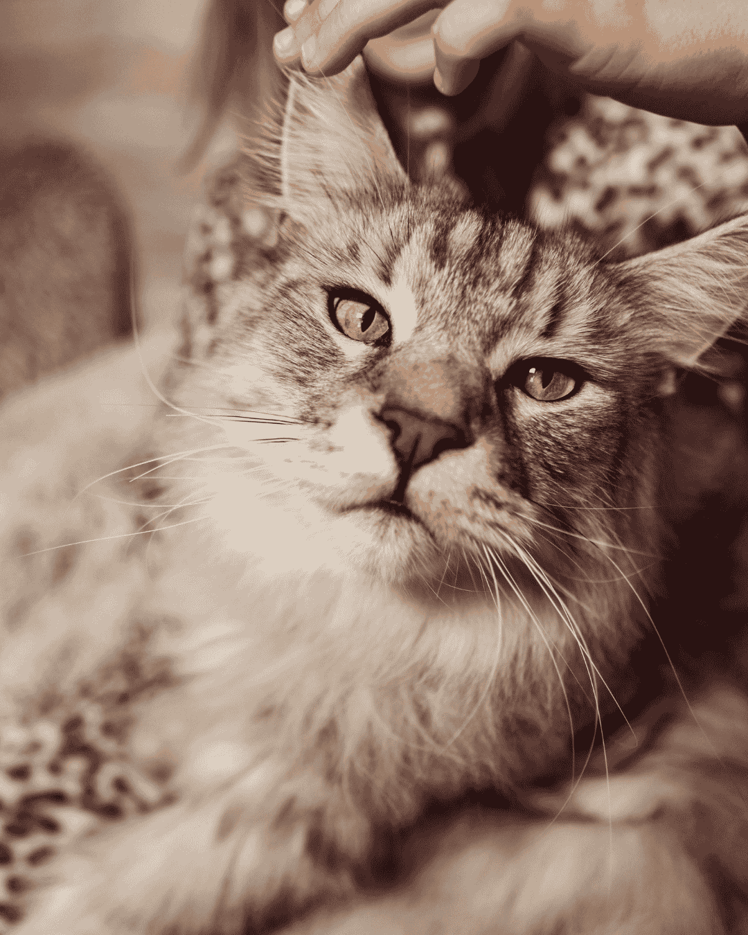 Cat receiving professional grooming at PawBasic in Mississauga