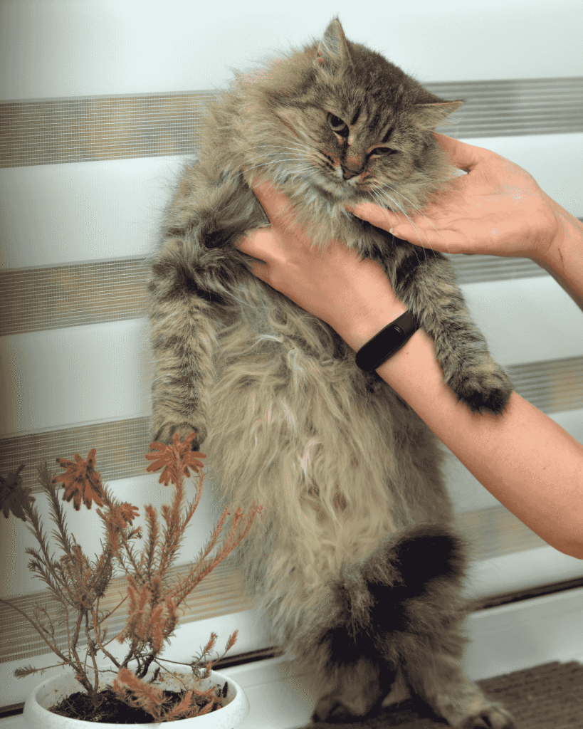Cat after grooming session at PawBasic in Mississauga