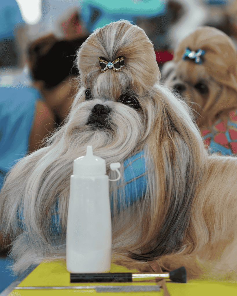 Freshly groomed dog at popular salon PawBasic in Mississauga