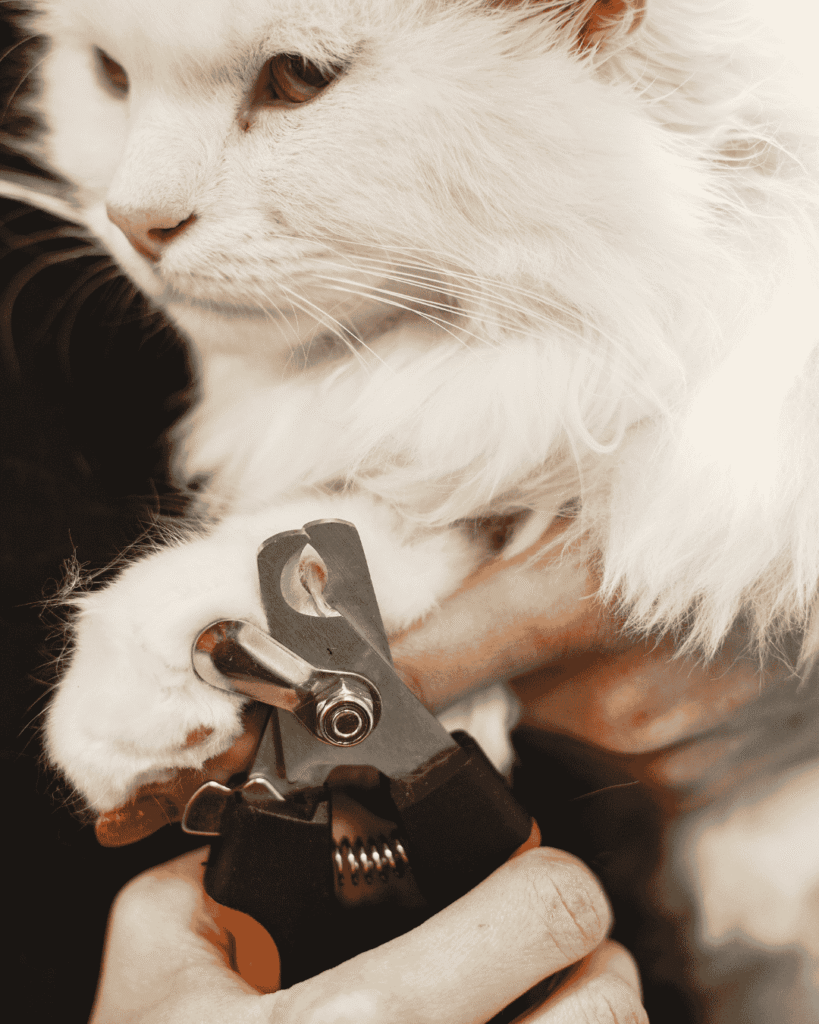 Groomer trimming cat nails at PawBasic in Mississauga