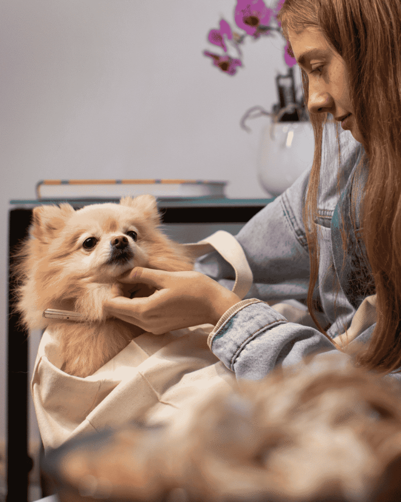 Well-groomed dog at Cooksville’s top salon PawBasic