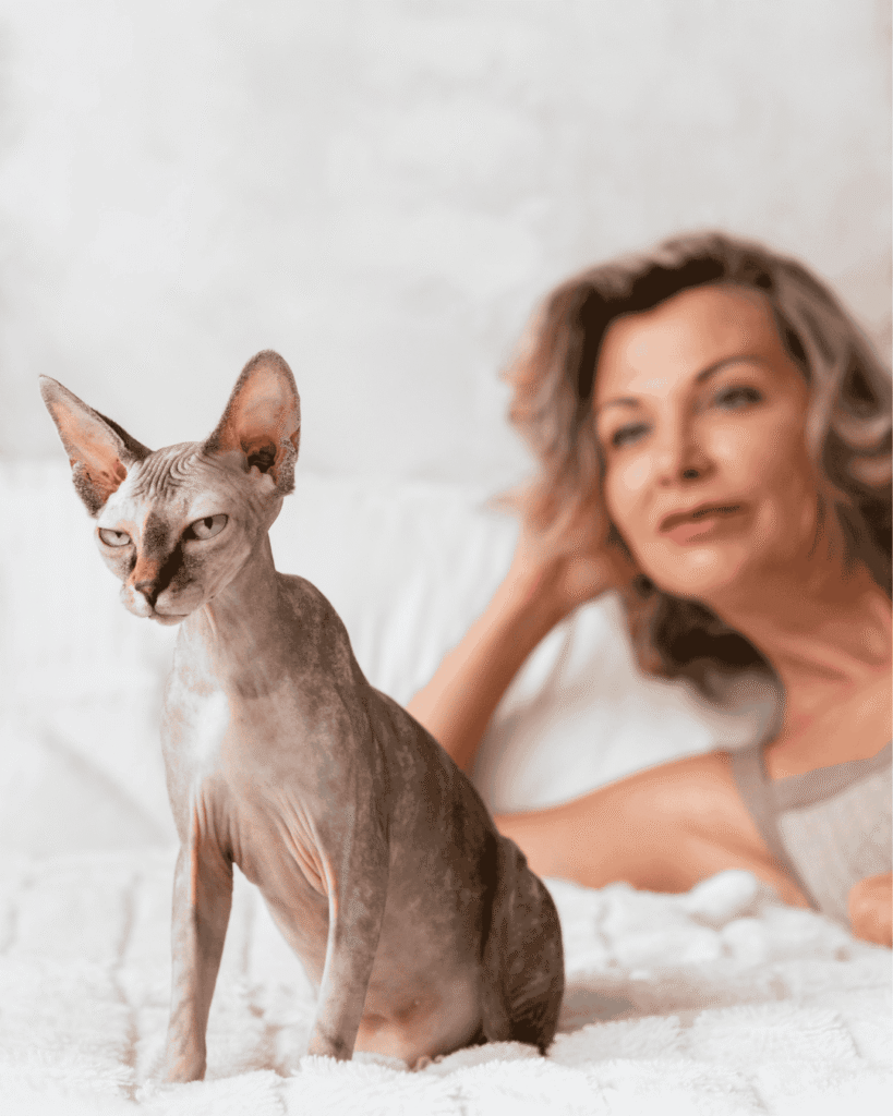 Sphynx cat after grooming at PawBasic in Mississauga