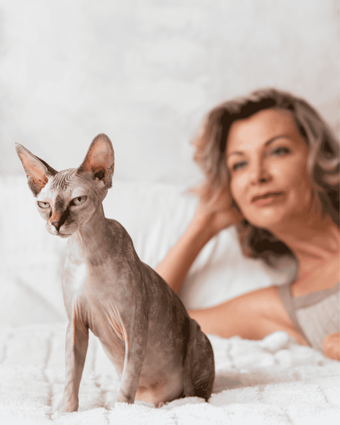 Sphynx cat after grooming at PawBasic in Mississauga