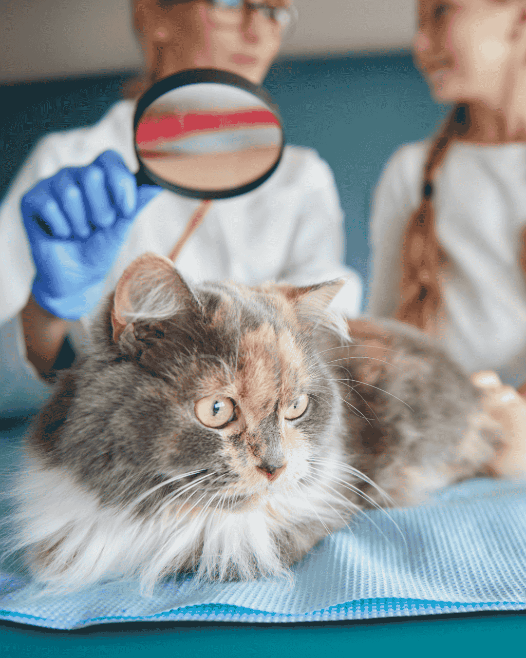 Fluffy cat being groomed at PawBasic in Mississauga