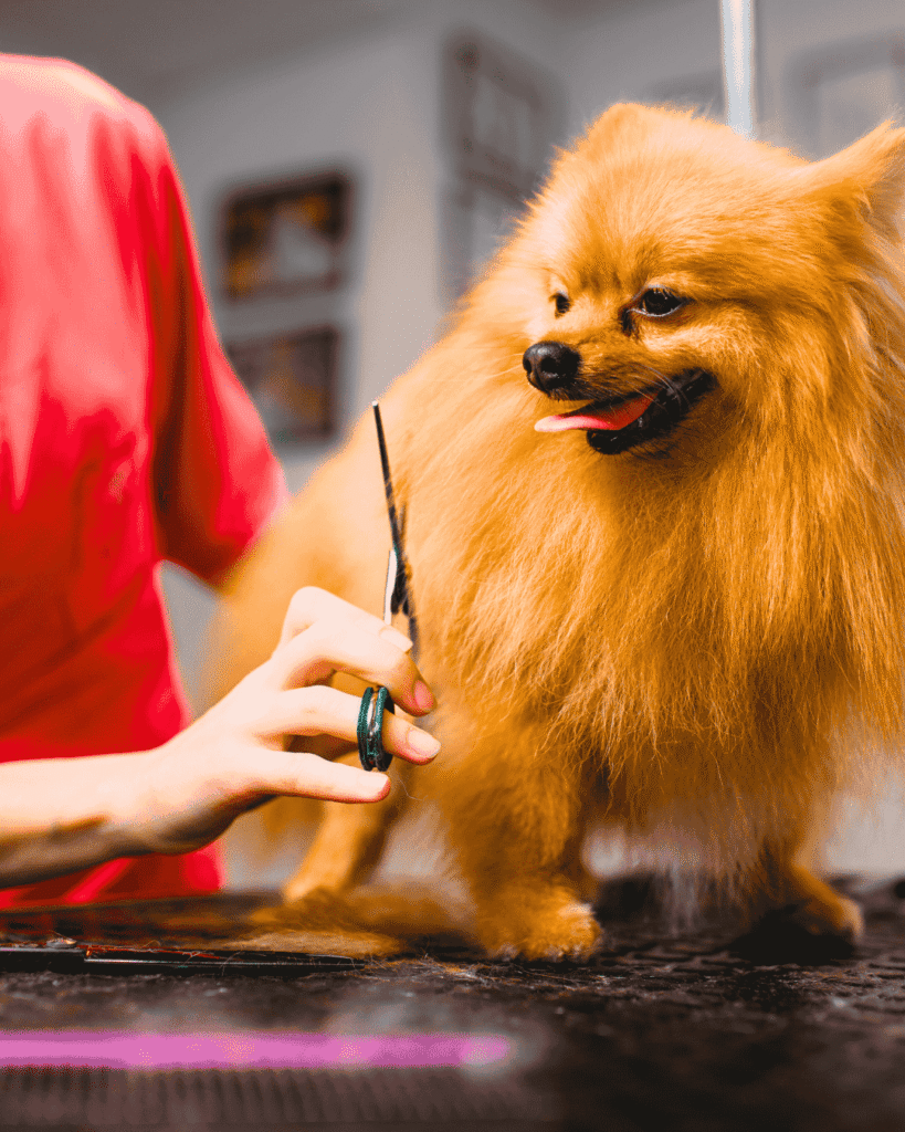 Different dog breeds after grooming at PawBasic in Mississauga
