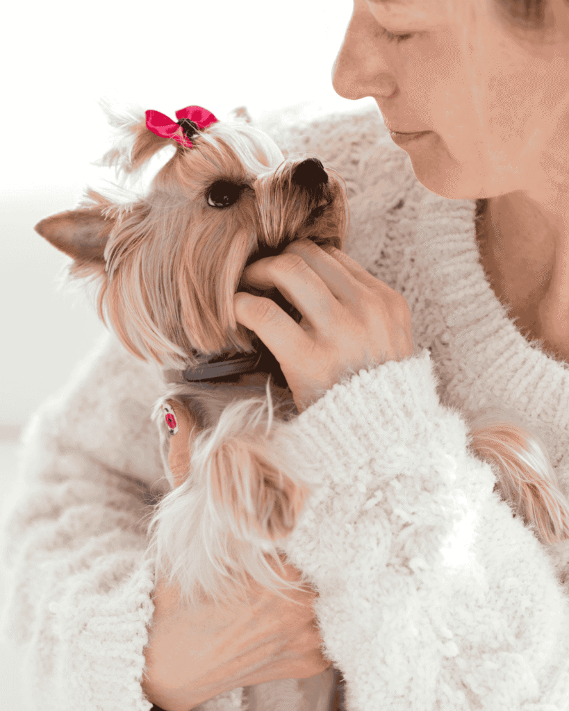 Dog before and after stylish grooming at PawBasic in Mississauga
