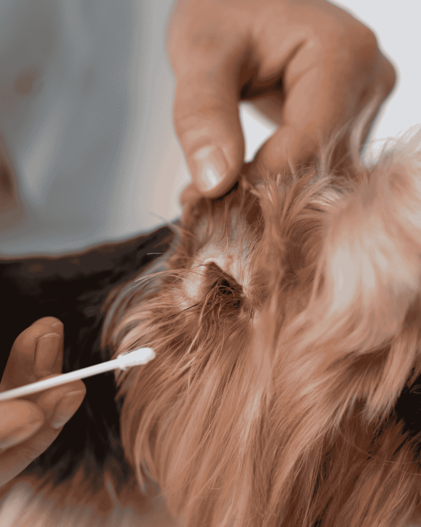 Pet grooming to prevent fleas at PawBasic in Mississauga
