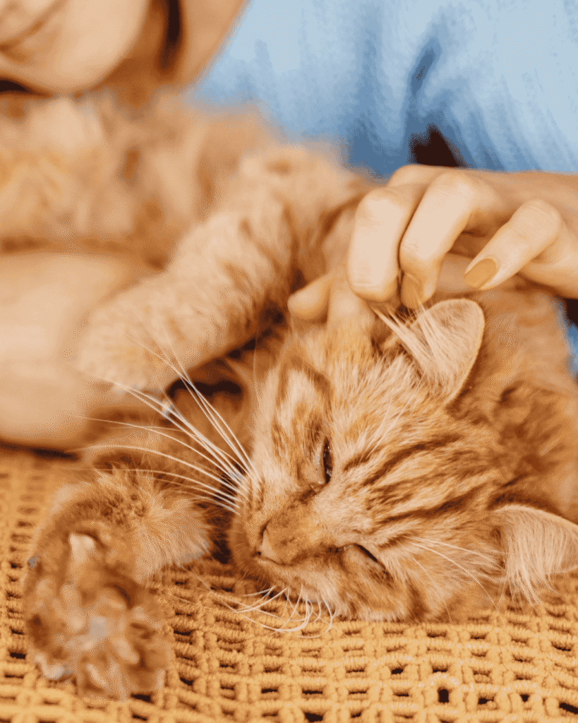 Kitten shedding fur being brushed during grooming in Mississauga at PawBasic