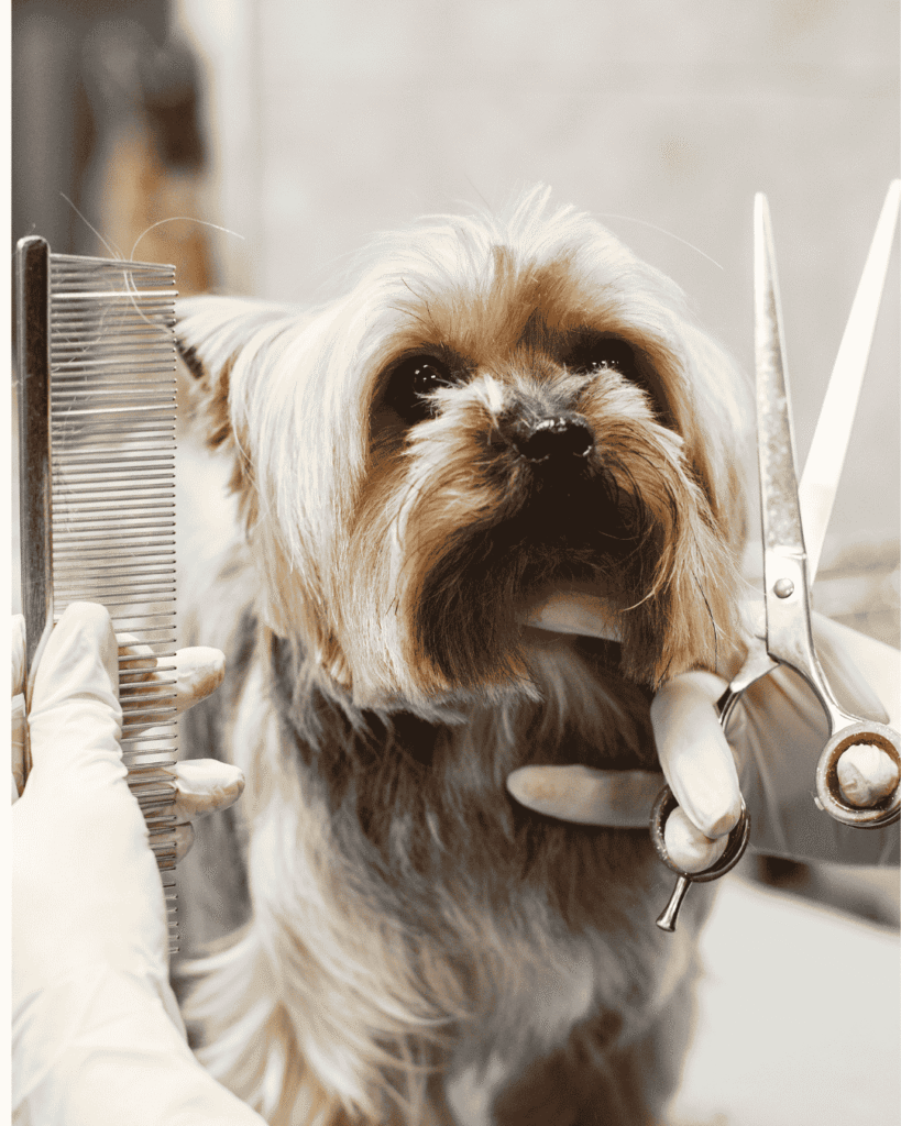 Different kitten coat types featured in a grooming guide from PawBasic in Mississauga