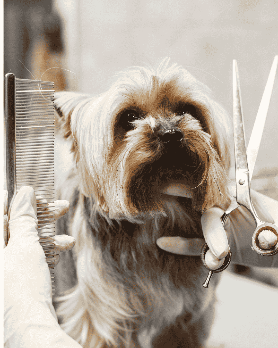 Different kitten coat types featured in a grooming guide from PawBasic in Mississauga