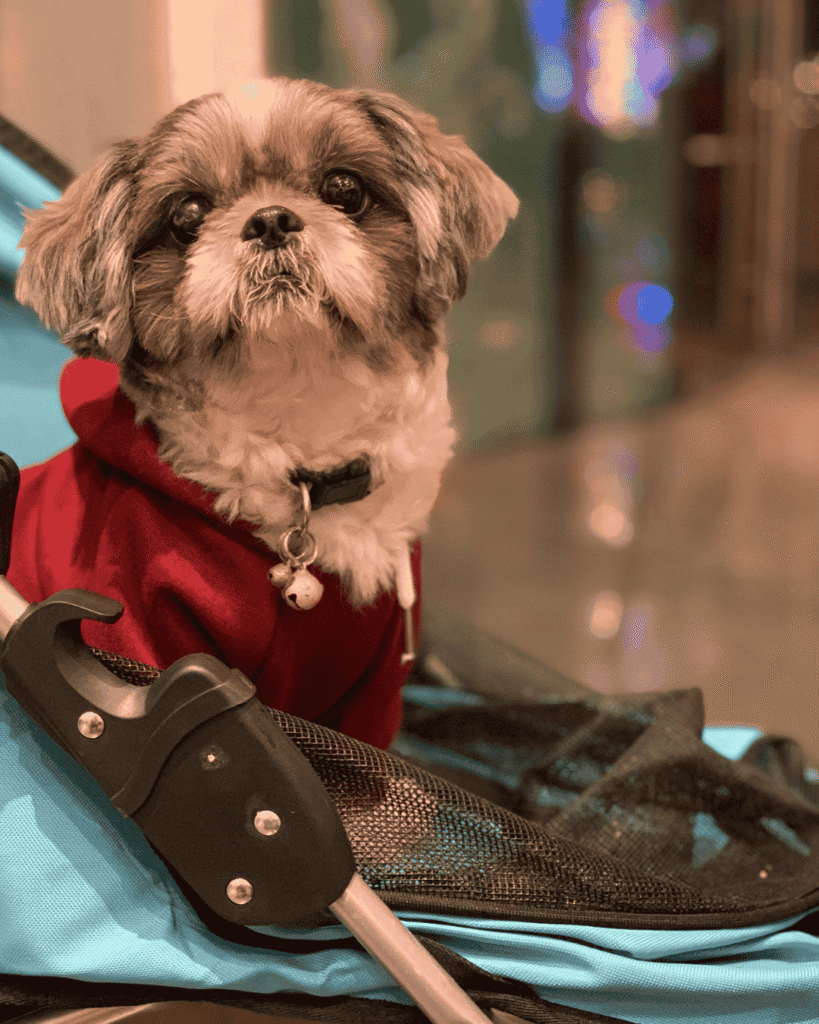 Different puppy coat types featured in a grooming guide from PawBasic in Mississauga”