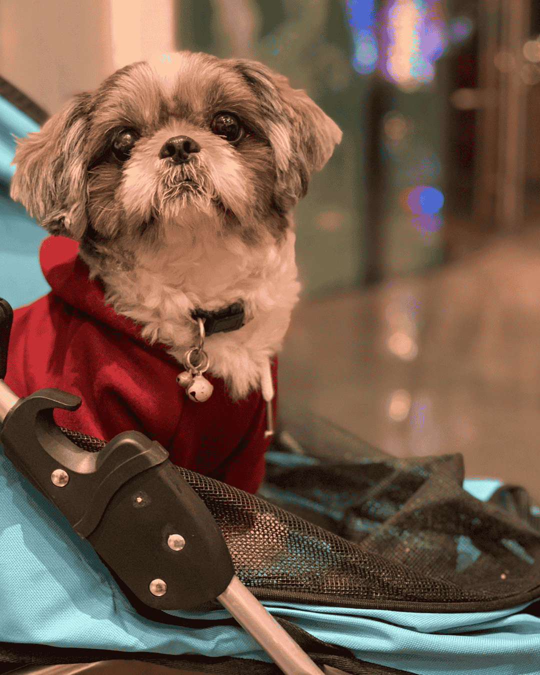 Different puppy coat types featured in a grooming guide from PawBasic in Mississauga”