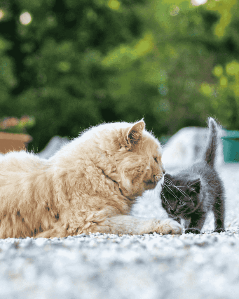 Cat shedding in summer being brushed during grooming at PawBasic in Mississauga