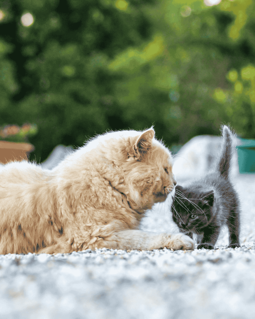 Cat shedding in summer being brushed during grooming at PawBasic in Mississauga