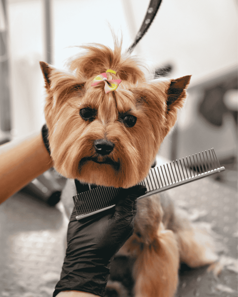Dog with scabies receiving safe, isolated grooming at PawBasic in Mississauga