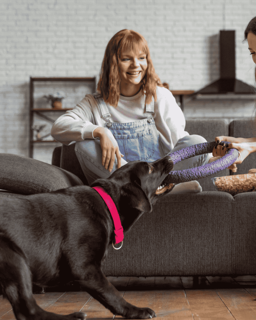 Dog enjoying interactive grooming game at PawBasic in Mississauga