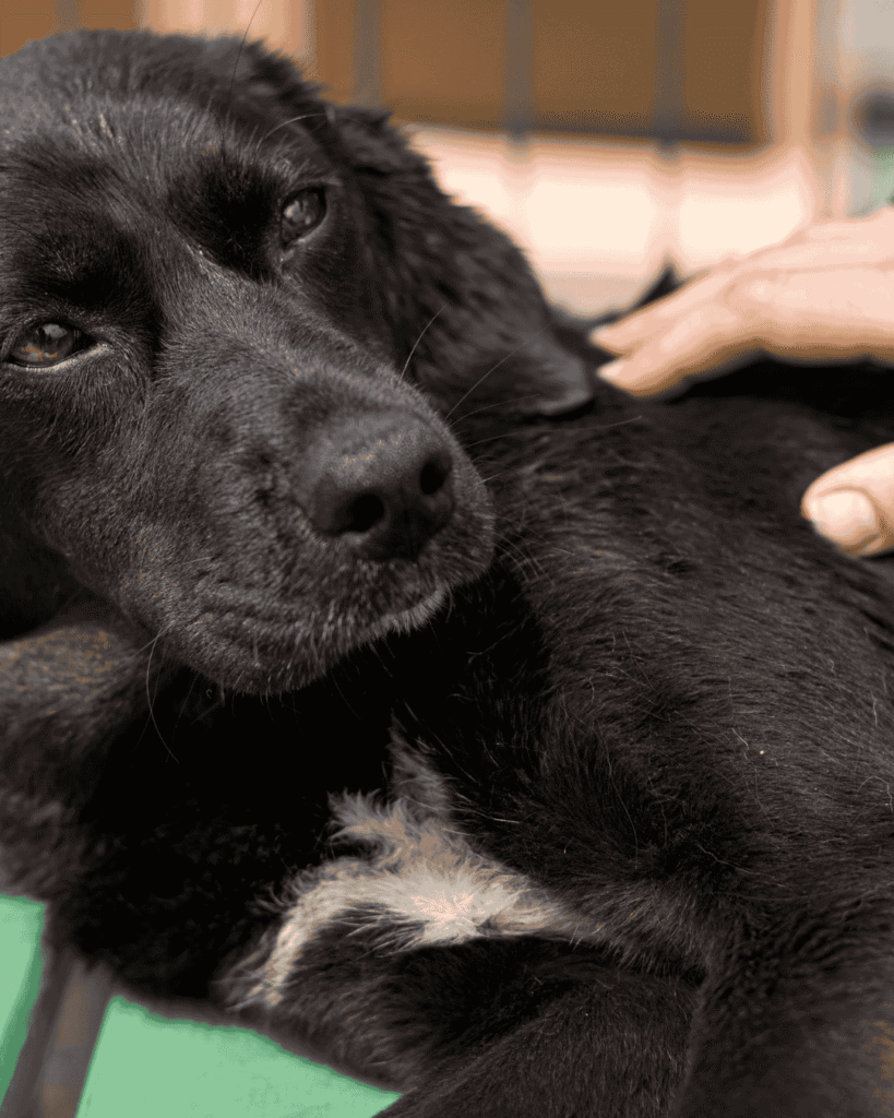 Anxious dog receiving gentle grooming at PawBasic in Mississauga