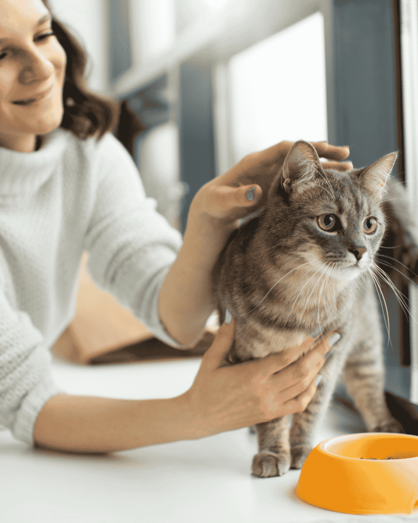 Kitten enjoying holistic grooming care at PawBasic in Mississauga