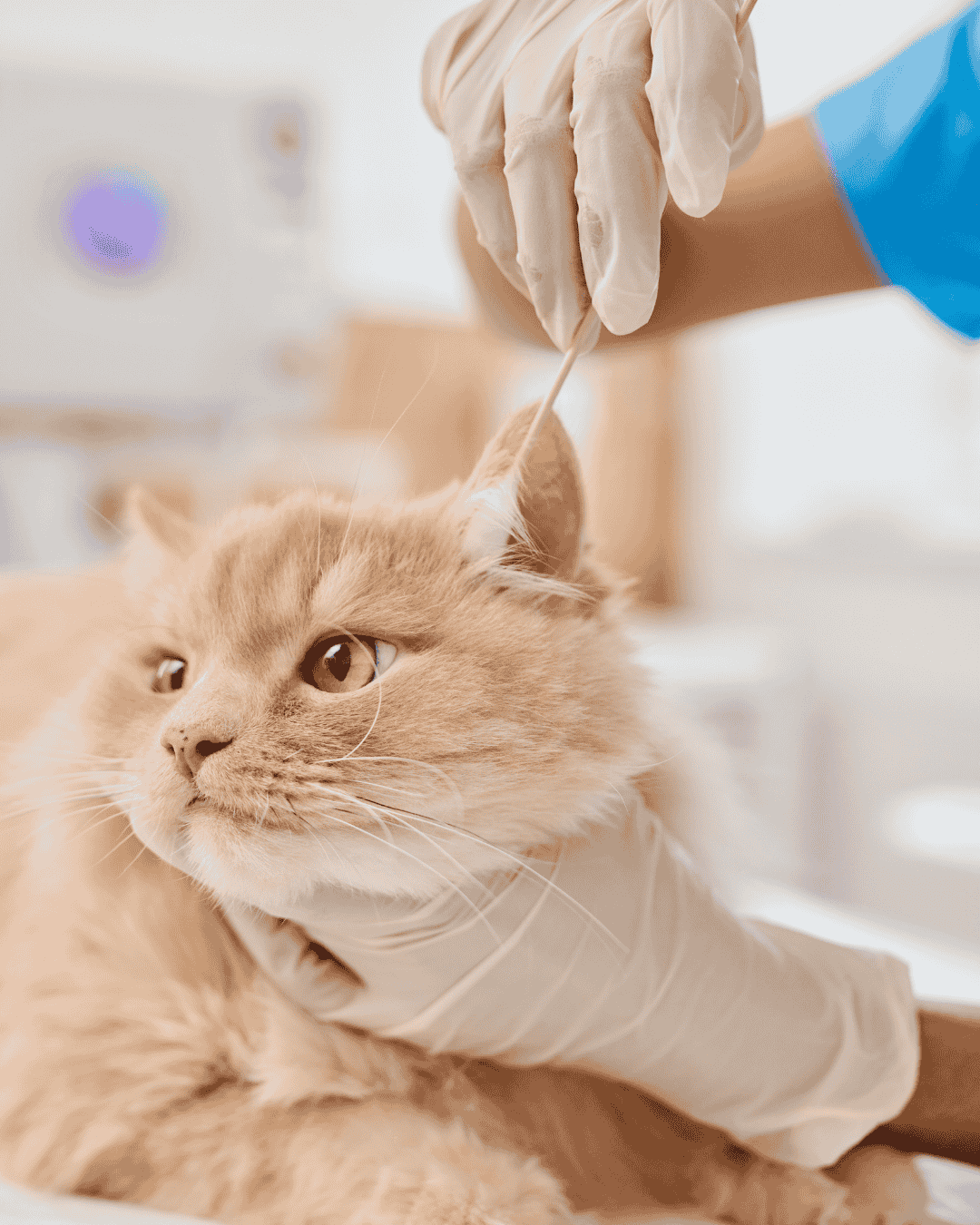 Cat receiving gentle ear cleaning at PawBasic in Mississauga