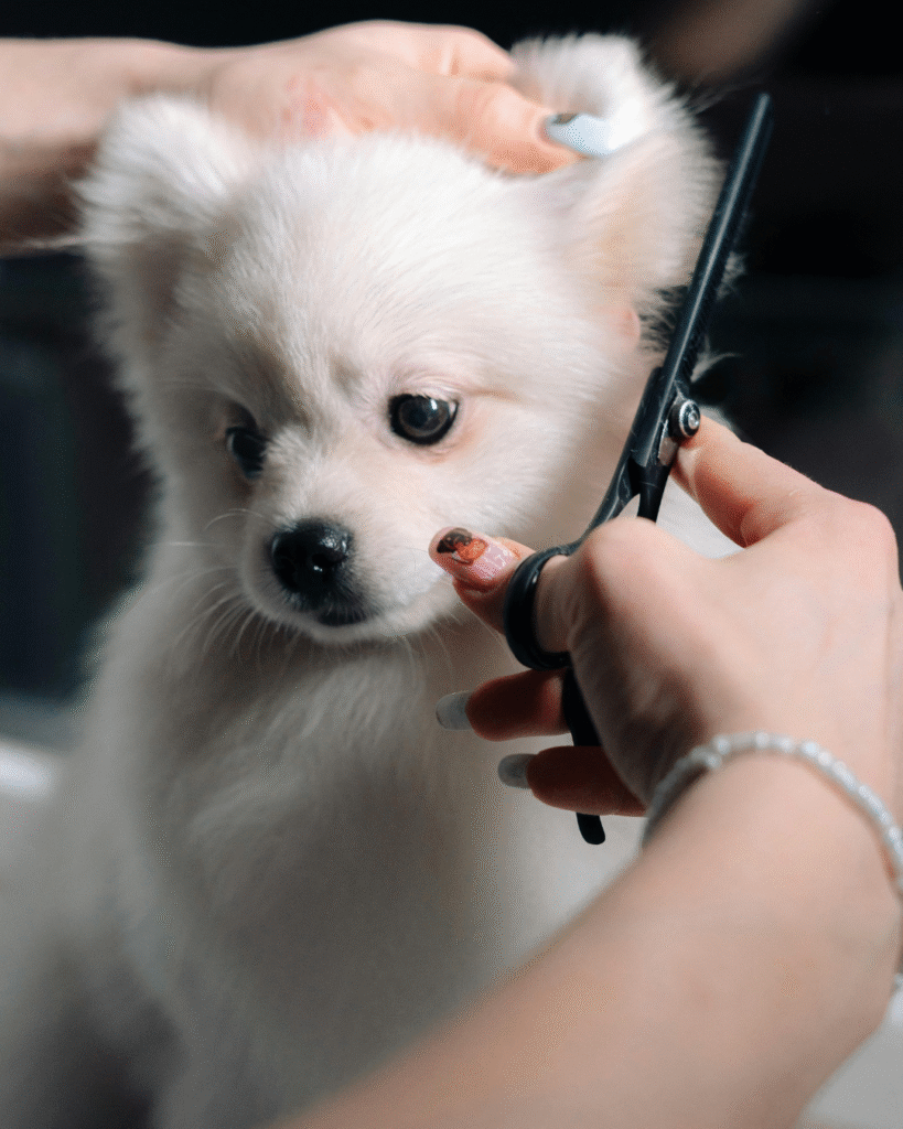 Puppy getting first grooming at PawBasic in Mississauga
