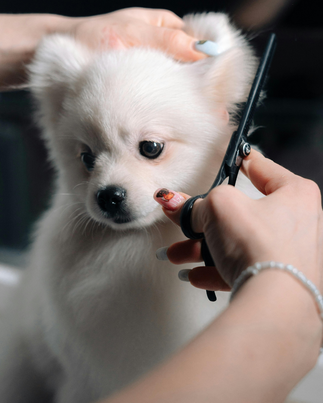 Puppy getting first grooming at PawBasic in Mississauga