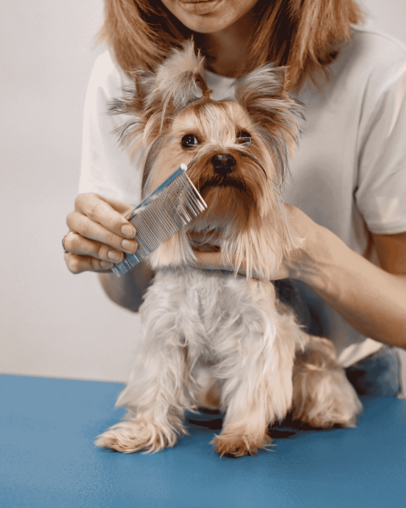 Relaxed dog enjoying aromatherapy grooming at PawBasic in Mississauga