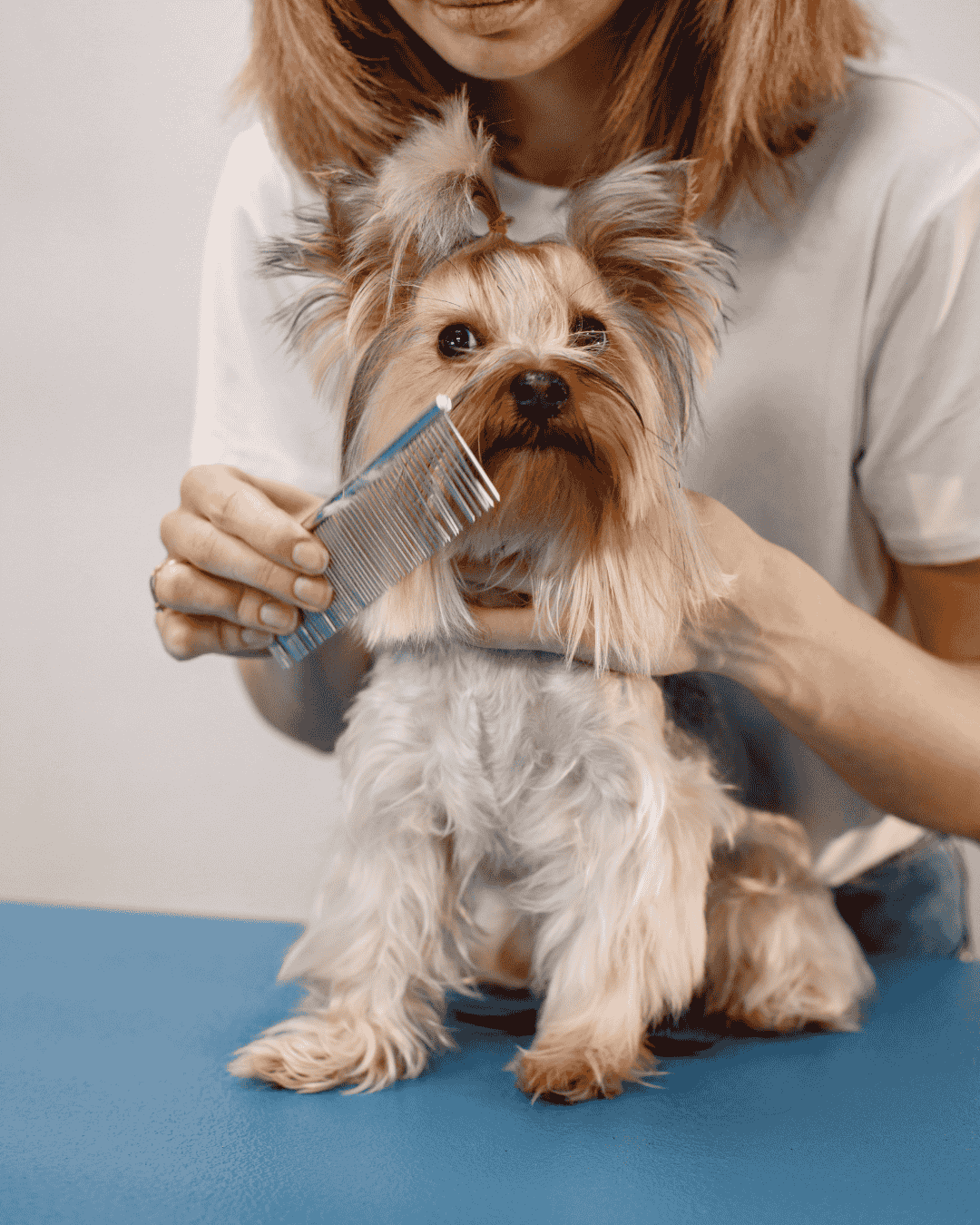 Relaxed dog enjoying aromatherapy grooming at PawBasic in Mississauga
