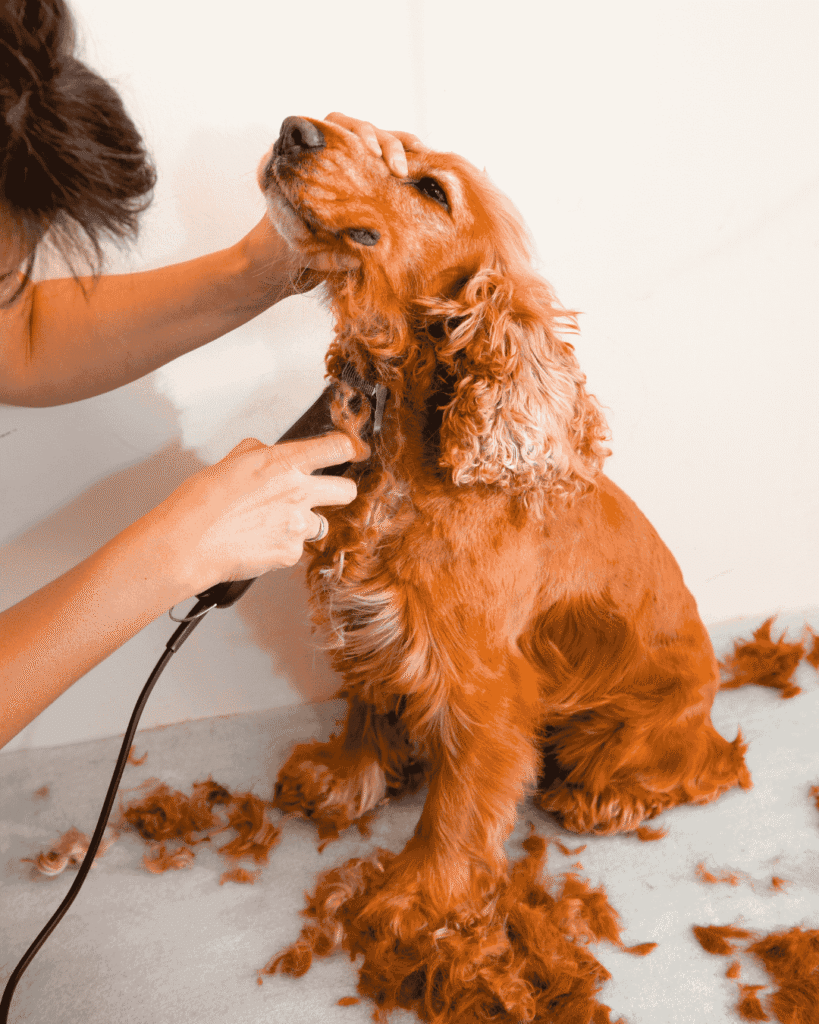 Pet groomer calming nervous dog during grooming at PawBasic in Mississauga