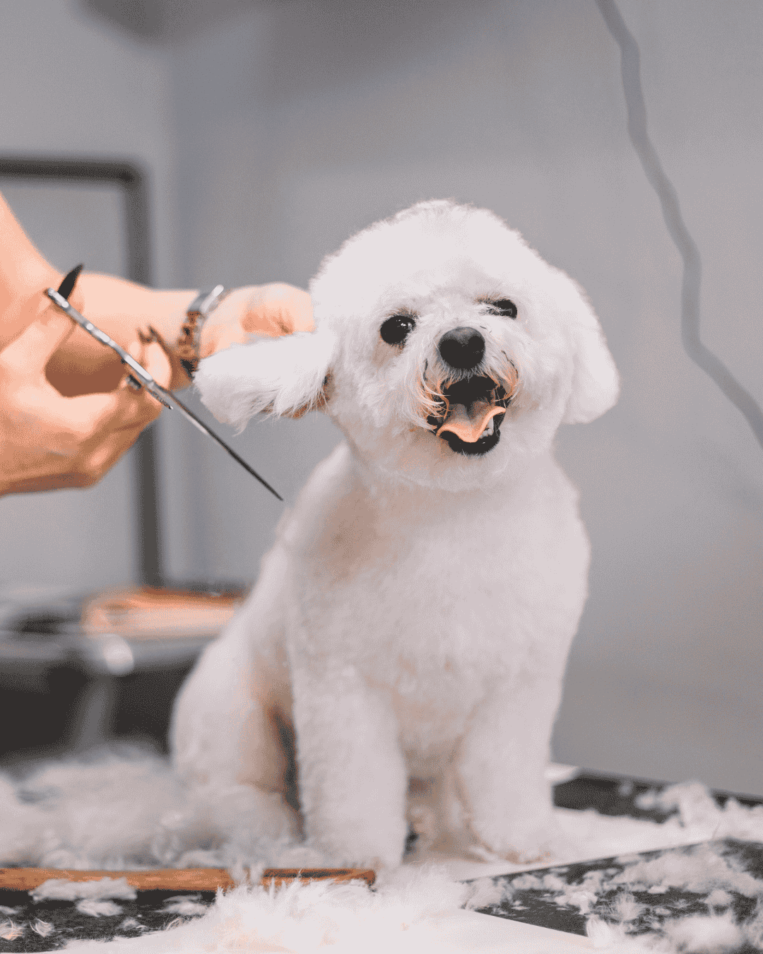 Kitten getting groomed with soft brush at PawBasic in Mississauga