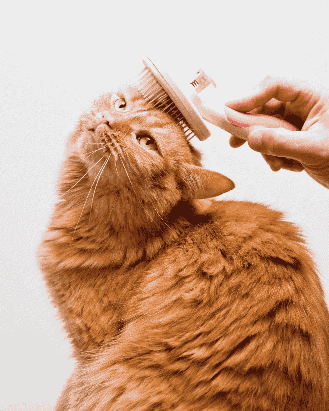 Cornish Rex getting groomed at PawBasic in Mississauga