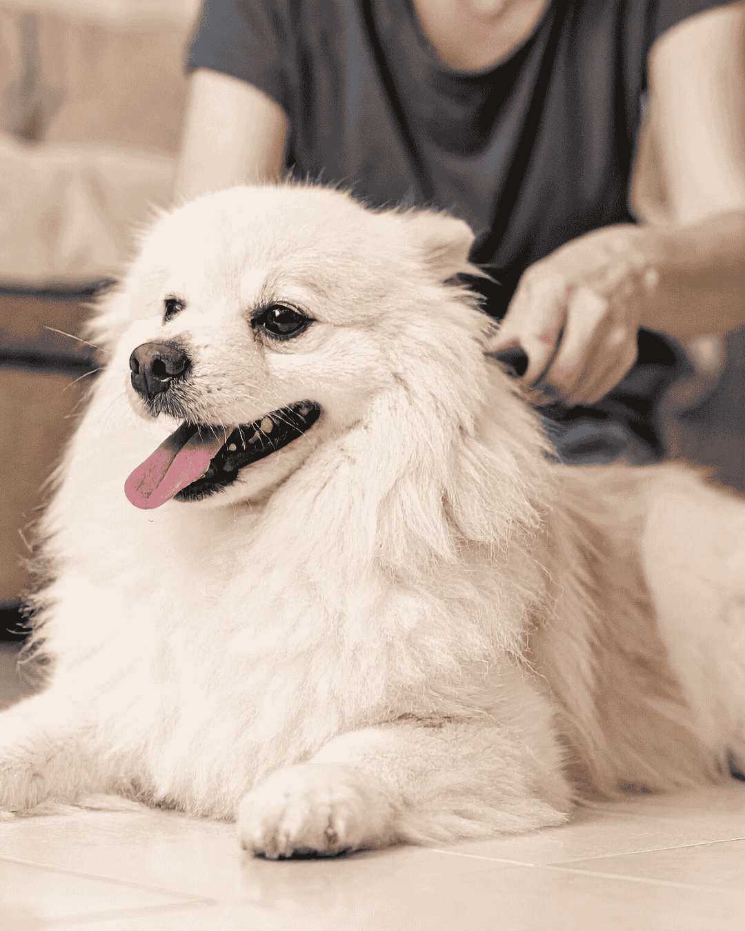 Dog being professionally groomed to reduce health risks at PawBasic in Mississauga