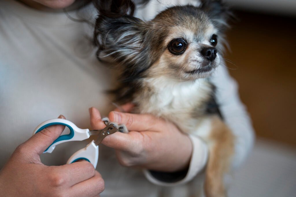 Dog getting nails trimmed at PawBasic in Mississauga