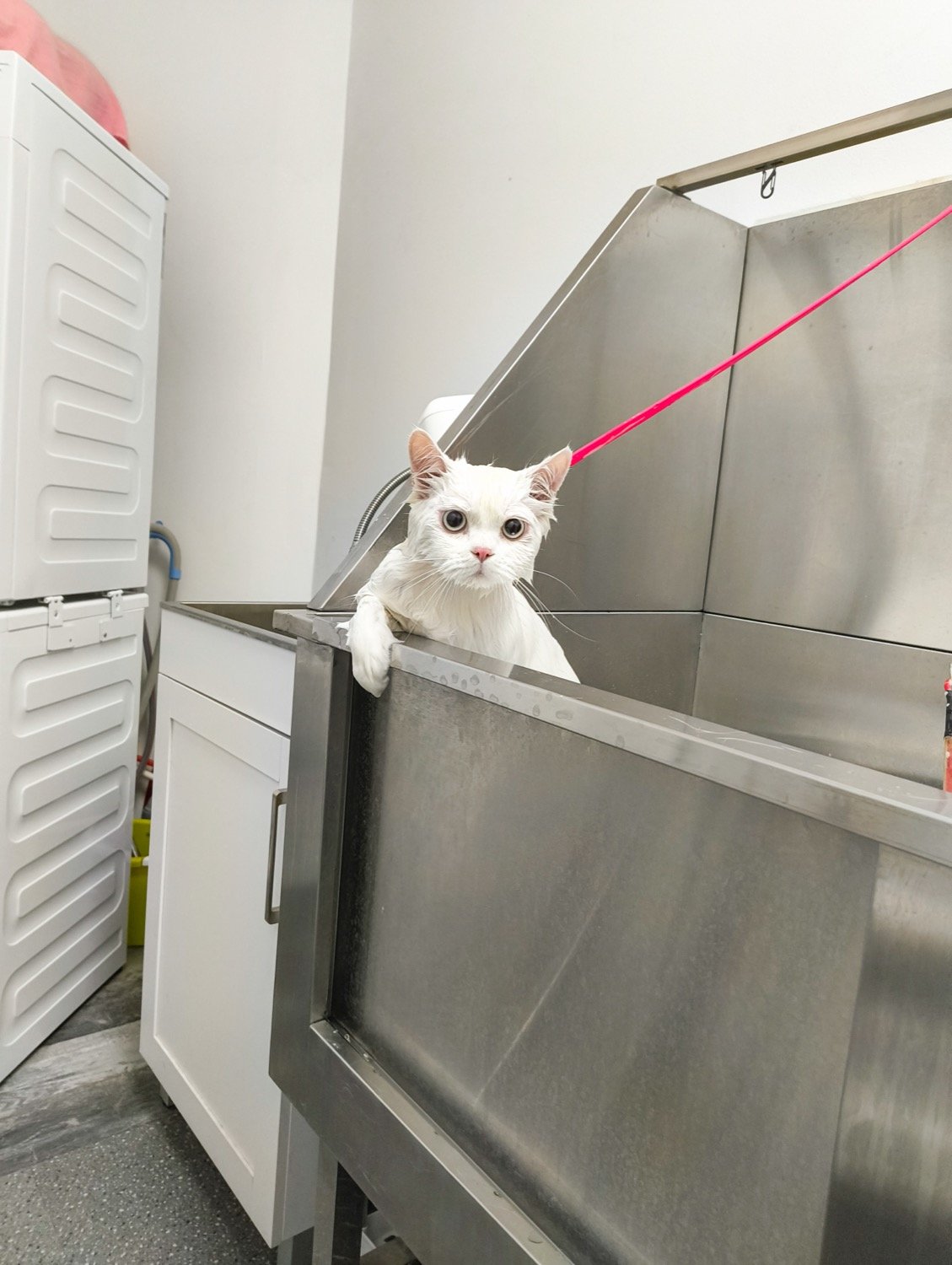 cat grooming mississauga 009 pet grooming mississauga