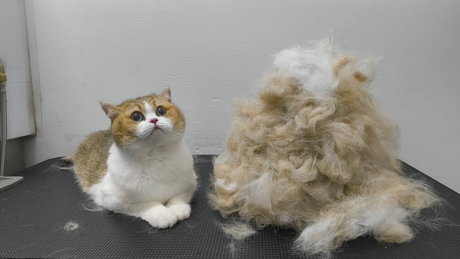 cat grooming mississauga 017 pet grooming mississauga