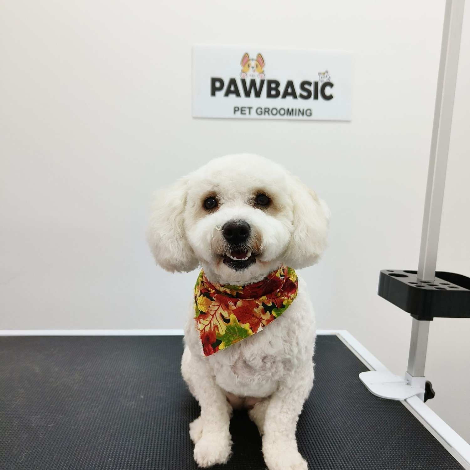 pawbasic-pet-grooming-mississauga-001