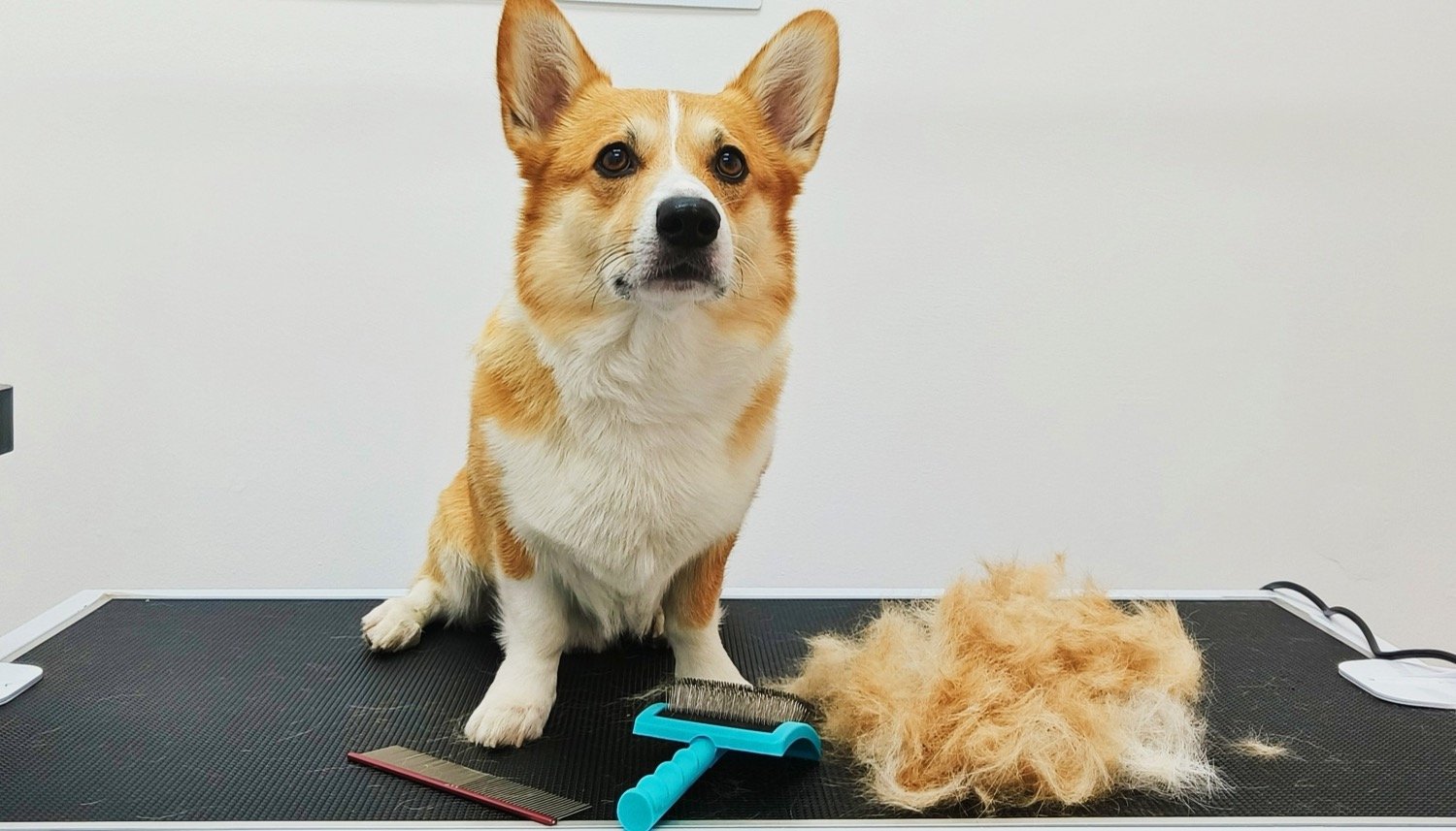 pawbasic-pet-grooming-mississauga-002