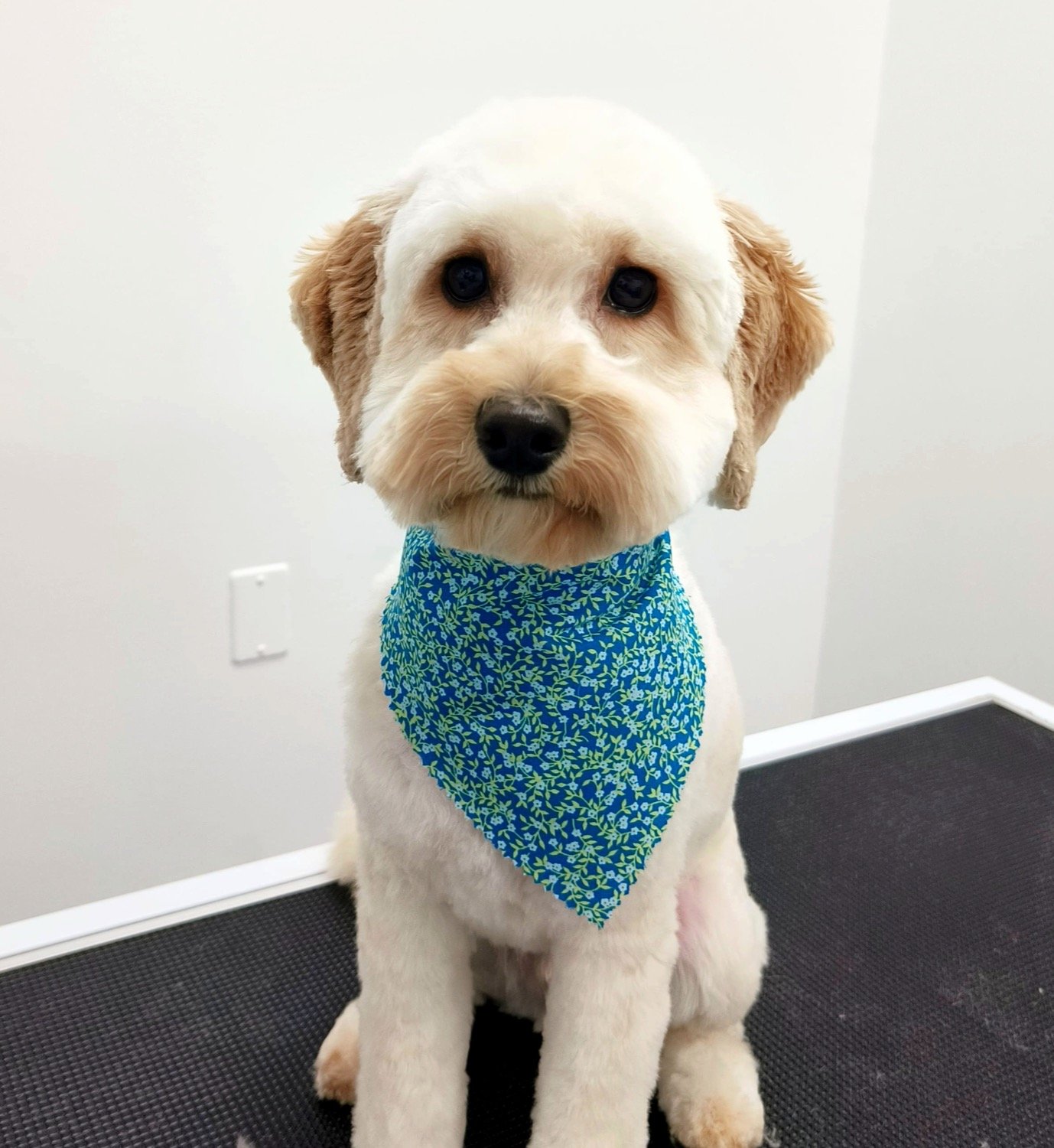 pawbasic-pet-grooming-mississauga-004