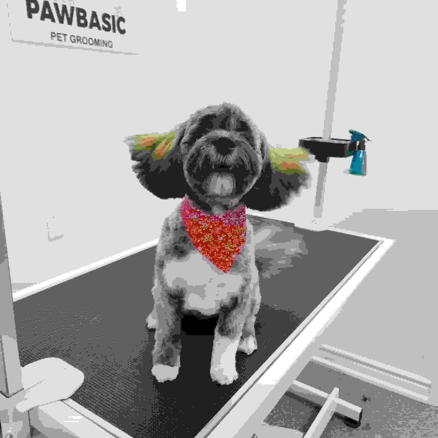 pawbasic-pet-grooming-mississauga-005