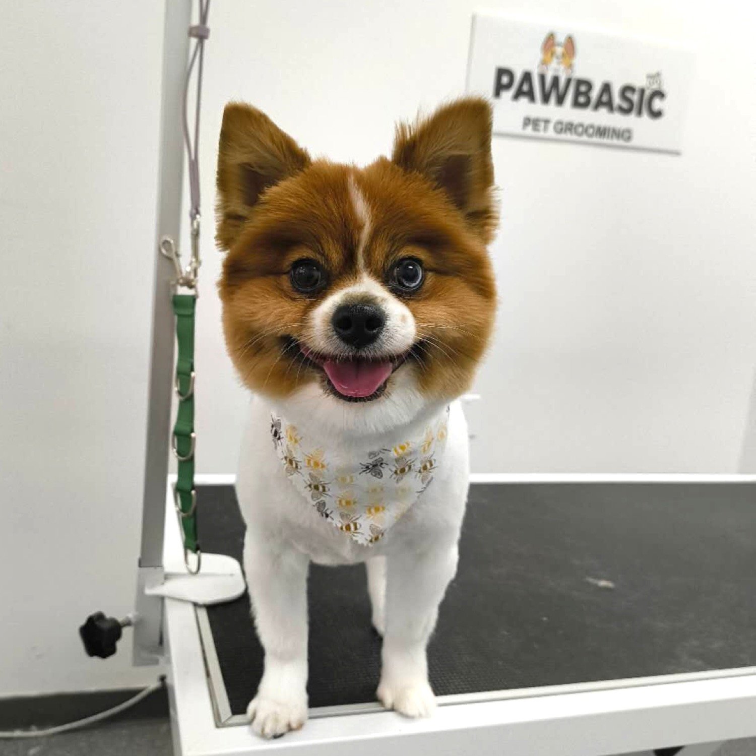 pawbasic-pet-grooming-mississauga-006