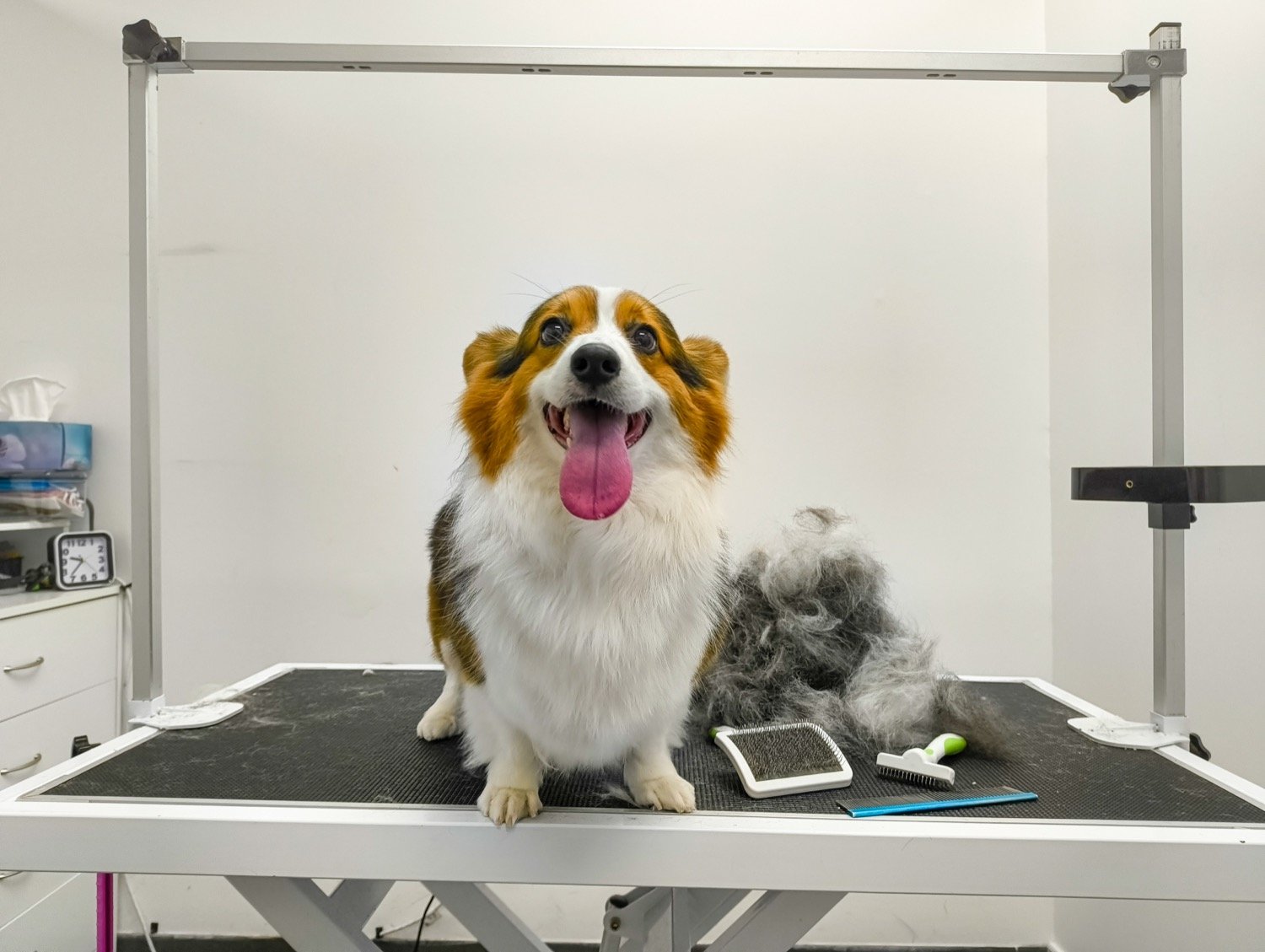 pawbasic-pet-grooming-mississauga-007
