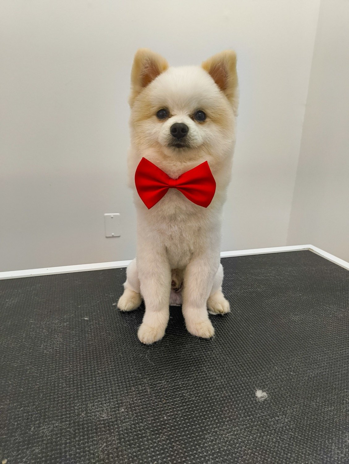 pawbasic-pet-grooming-mississauga-008