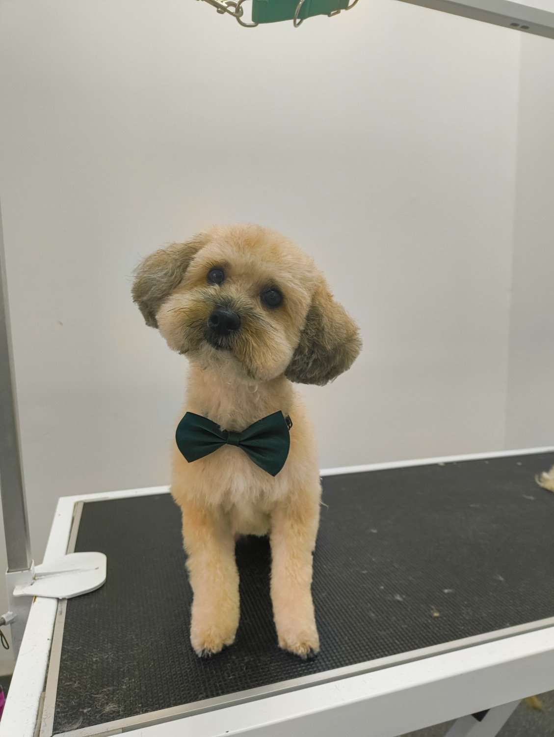 pawbasic-pet-grooming-mississauga-009