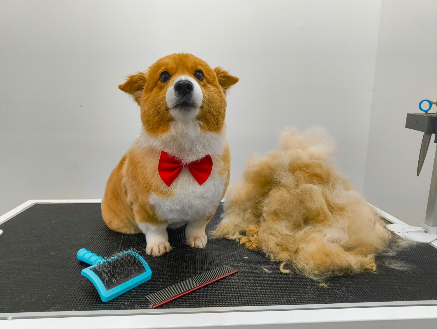 pawbasic-pet-grooming-mississauga-010