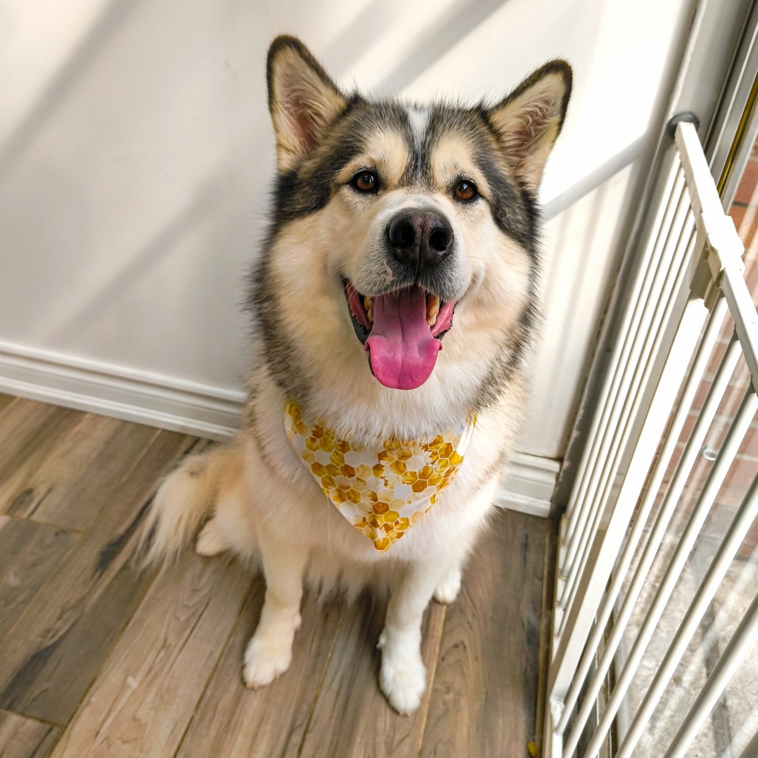 pawbasic-pet-grooming-mississauga-011