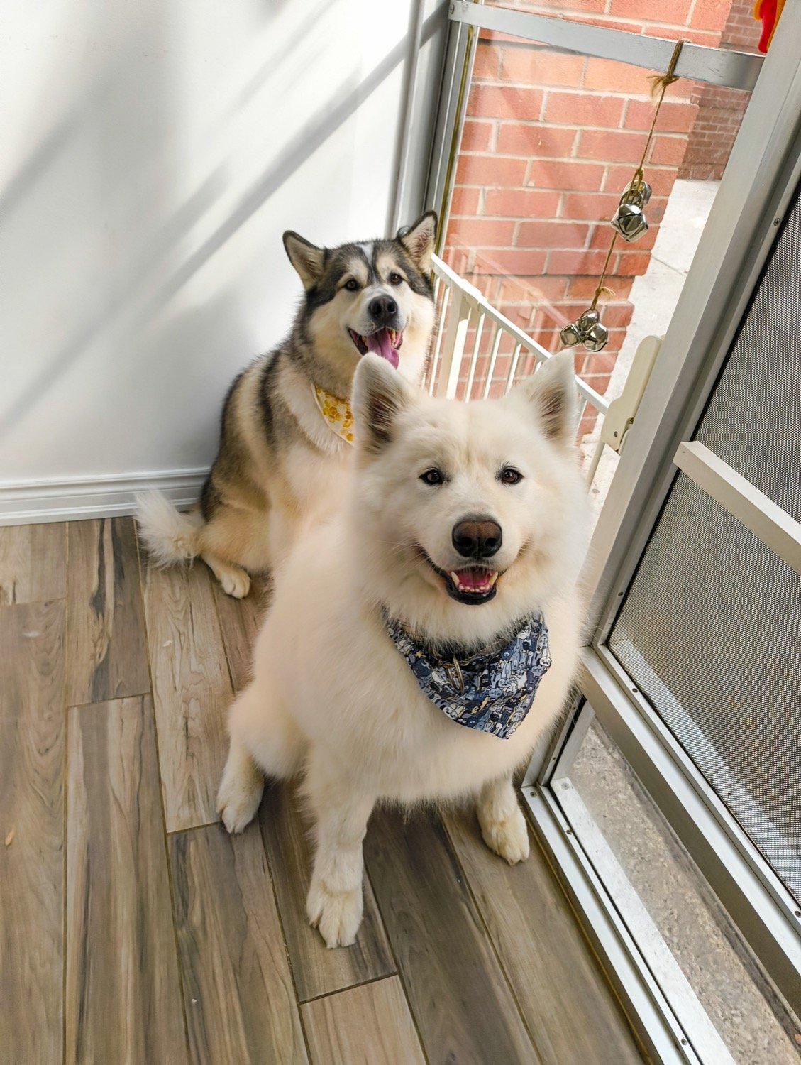 pawbasic-pet-grooming-mississauga-012