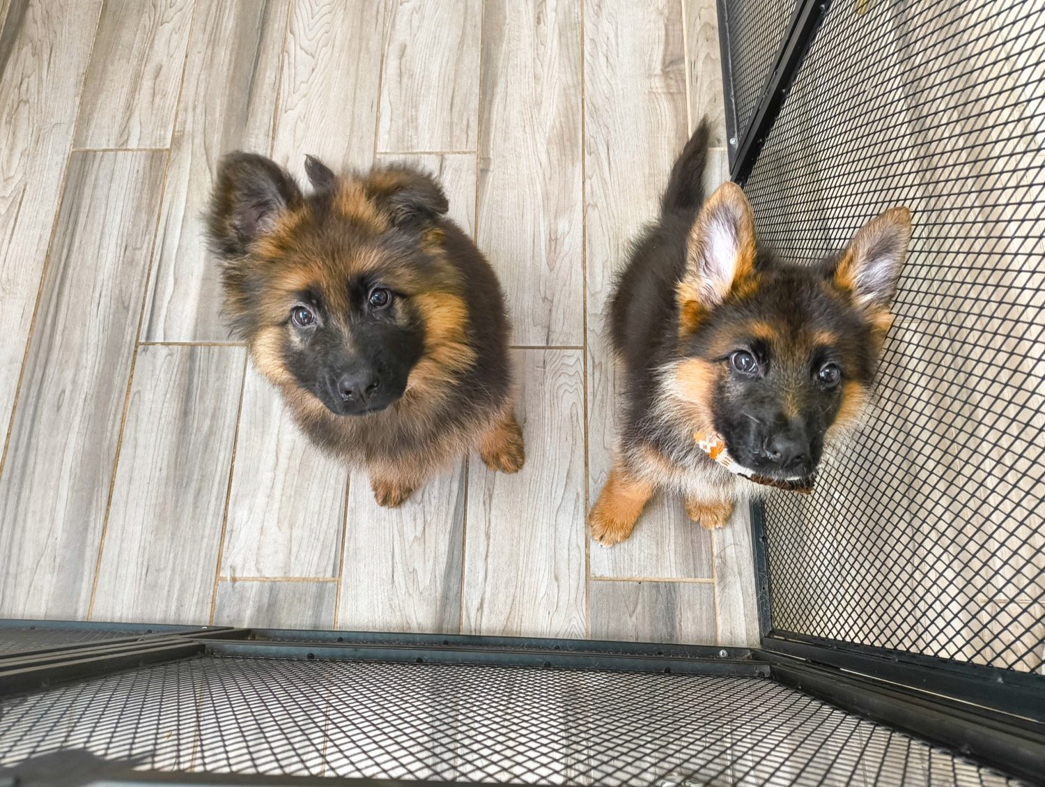 pawbasic-pet-grooming-mississauga-013